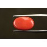 11.52 cts Natural Coral (Moonga)