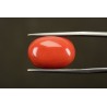 16.05 cts Natural Coral (Moonga)