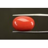 16.05 cts Natural Coral (Moonga)