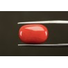 12.46 cts Natural Coral (Moonga)
