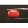 11.76 cts Natural Coral (Moonga)