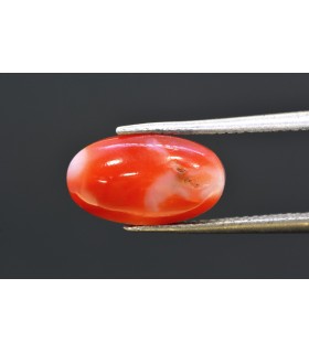 3.98 cts Natural Coral - Moonga (SKU:90160257)