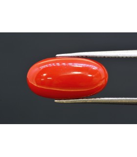 7.08 cts Natural Coral (Moonga)