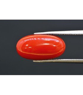 7.08 cts Natural Coral (Moonga)