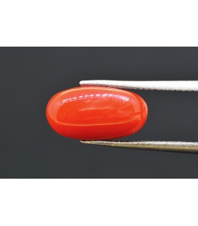 5.59 cts Natural Coral (Moonga)