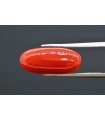 7.60 cts Natural Coral (Moonga)