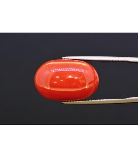16.74 cts Natural Coral (Moonga)