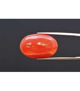 16.74 cts Natural Coral - Moonga (SKU:90160349)