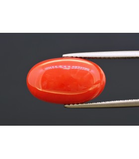 6.93 cts Natural Coral (Moonga)