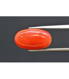 6.01 cts Natural Coral (Moonga)