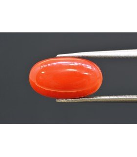 6.01 cts Natural Coral (Moonga)