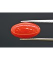 4.47 cts Natural Coral (Moonga)