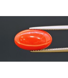 3.68 cts Natural Coral (Moonga)