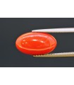 3.68 cts Natural Coral (Moonga)