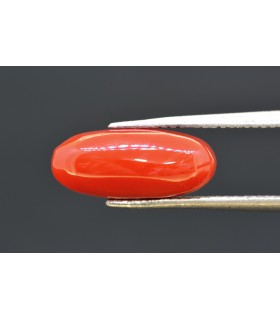3.93 cts Natural Coral (Moonga)