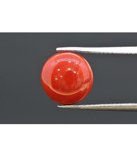 4.25 cts Natural Coral (Moonga)