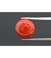 4.25 cts Natural Coral (Moonga)