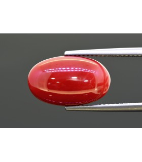 8.98 cts Natural Coral (Moonga)