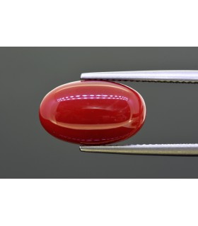 6.95 cts Natural Coral (Moonga)