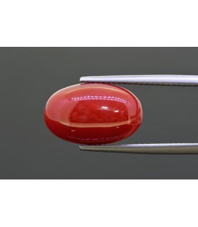 7.99 cts Natural Coral (Moonga)