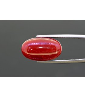 9.94 cts Natural Coral (Moonga)