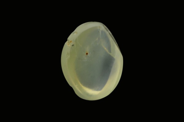 2.54 cts Natural Cats Eye (Lehsunia)