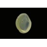 2.54 cts Natural Cats Eye (Lehsunia)