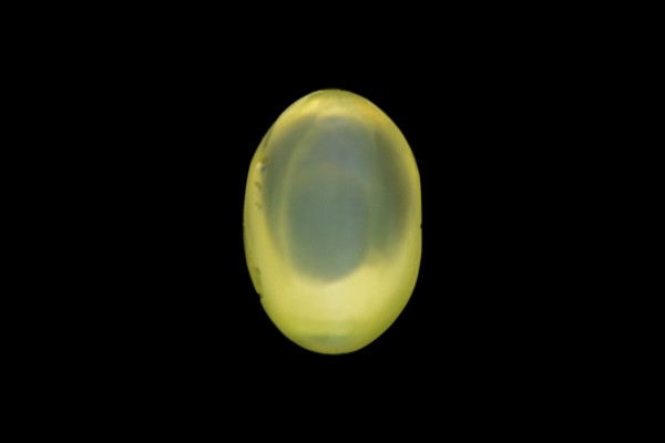 1.5 cts Natural Cats Eye (Lehsunia)