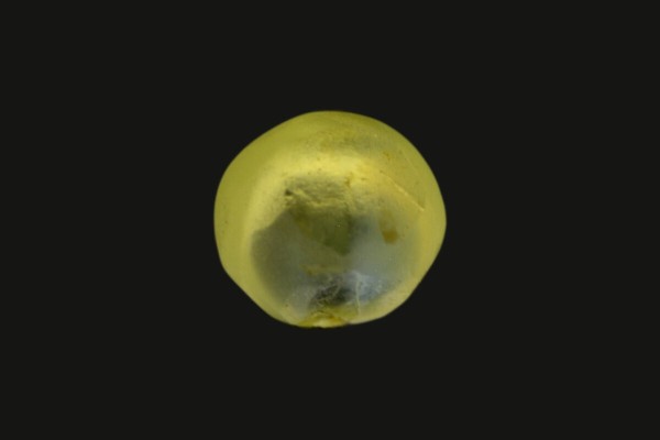 .97 ct Natural Cats Eye (Lehsunia)