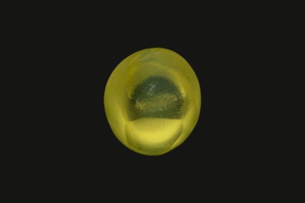 1 ct Natural Cats Eye (Lehsunia)