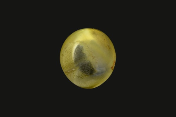 1.69 cts Natural Cats Eye (Lehsunia)