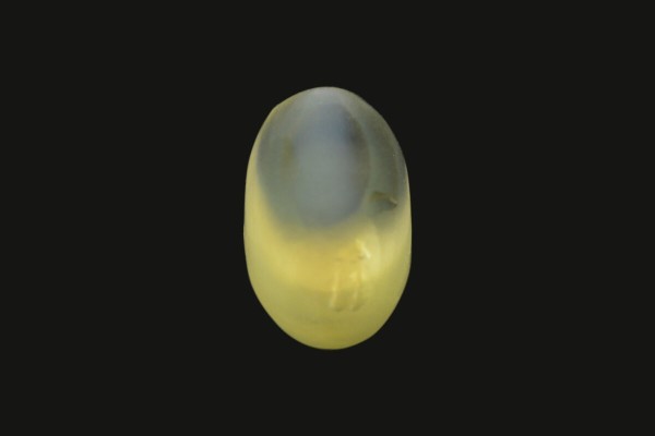 2.58 cts Natural Cats Eye (Lehsunia)