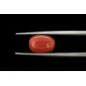 5.34 cts Natural Coral (Moonga)