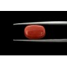 5.34 cts Natural Coral (Moonga)