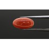 4.67 cts Natural Coral (Moonga)