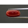 3.91 cts Natural Coral (Moonga)