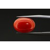 4.79 cts Natural Coral (Moonga)