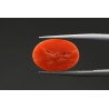 4.79 cts Natural Coral (Moonga)