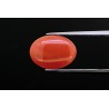 3.46 cts Natural Coral (Moonga)