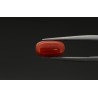 2.56 cts Natural Coral (Moonga)