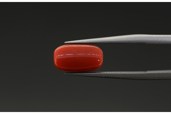 2.56 cts Natural Coral (Moonga)