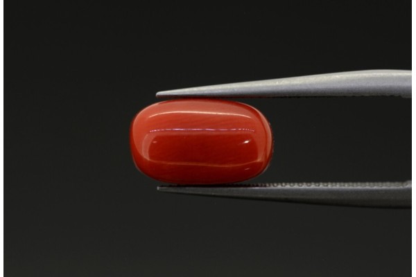 2.53 cts Natural Coral (Moonga)