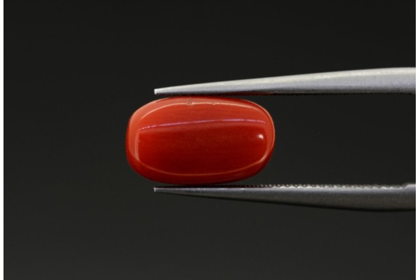 2.53 cts Natural Coral (Moonga)