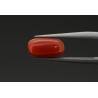 2.58 cts Natural Coral (Moonga)