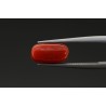 2.58 cts Natural Coral (Moonga)