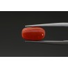 2.56 cts Natural Coral (Moonga)