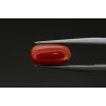 2.87 cts Natural Coral (Moonga)