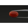 2.65 cts Natural Coral (Moonga)