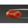 5.67 cts Natural Coral (Moonga)
