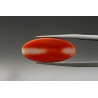 9.93 cts Natural Coral (Moonga)